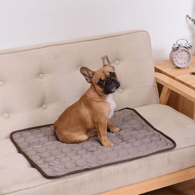 Kleine bruine hond zit op de bruine Coolmat die ligt op een bank